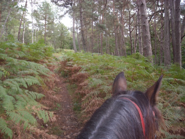 Balade de 2h - Milly la Forêt - Chapeau de Napoléon 939520DSCN3748