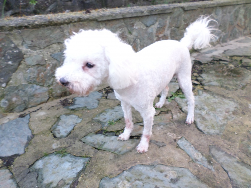 SNIF adorable caniche blanc 10 ans  FILEMON (80) - ADOPTE - Page 3 939941SAM0789