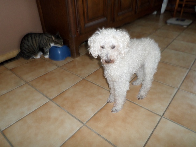 SKIPY CANICHE BLANC MALE 11 ANS - ADOPTE  - Page 4 940546SAM2567