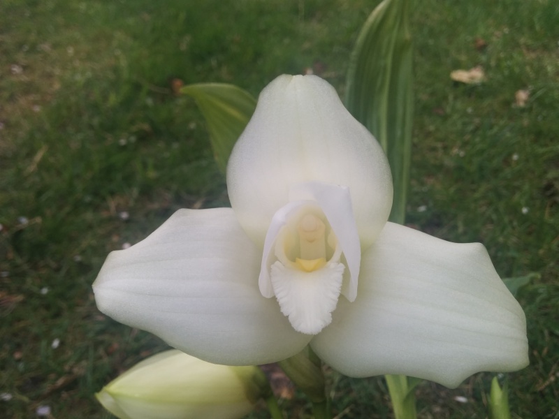 Lycaste virginalis f. alba 941828IMG0239