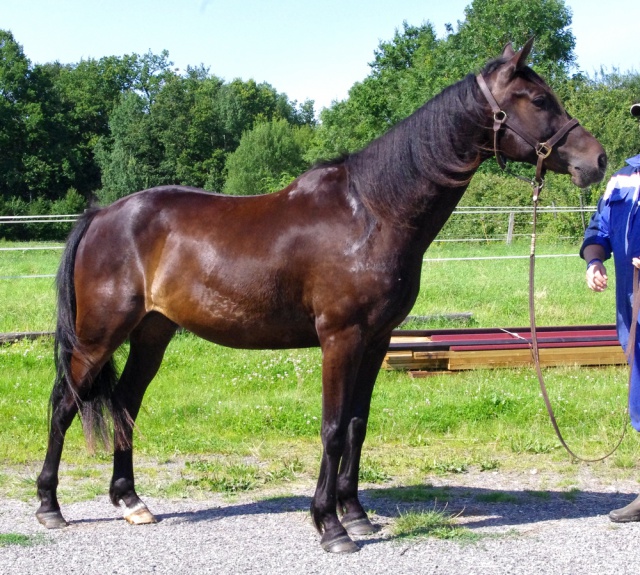 [PLACE MIREILLE] UGOLIN Vif, mais gentil comme un bon poney ! 942106578