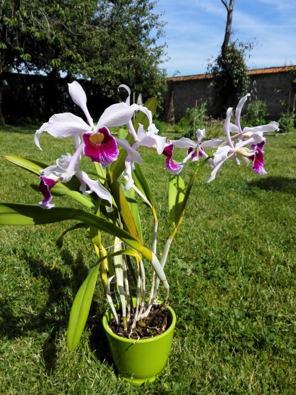 Cattleya (Laelia) purpurata 942143IMG20150607161740