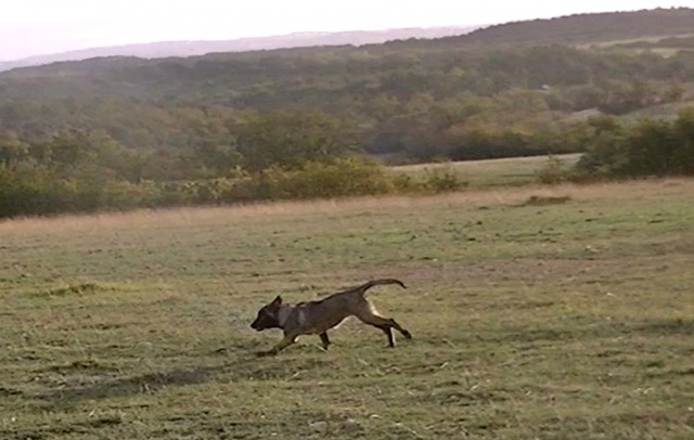 Un trio de malinois !  - Page 5 942373vlcsnap2012111405h42m32s0