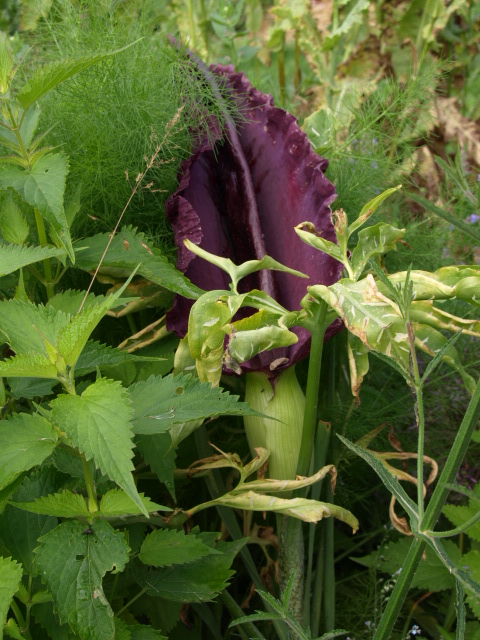 Gouet serpentaire  dracunculus vulgaris - Page 3 942968P6205318