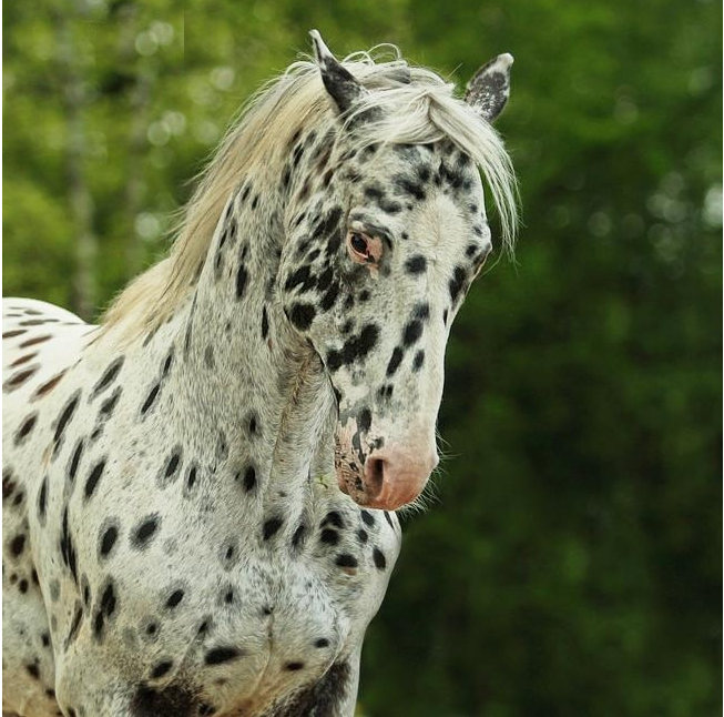 Étalon appaloosa 94317966hk