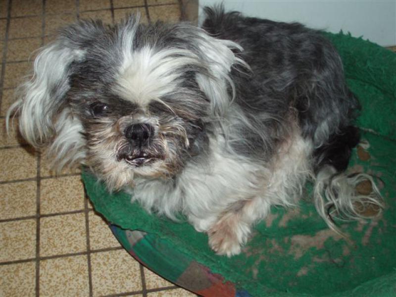 NHOO-LEE SHIH TZU 14 ANS (ASSO APPA EQUIDES) 943249NHOOLEE