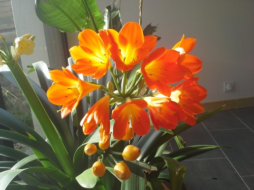 clivia - floraison clivia - Page 2 943948clivias20140125112835