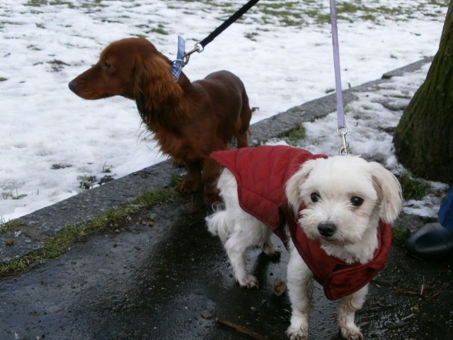 AQUARELLE 9 ANS F BICHON MALTAIS ASSO CANI SENIORS 944159047