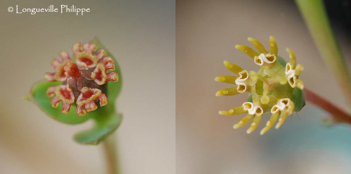 EUPHORBIA GLOBOSA 944655EG9