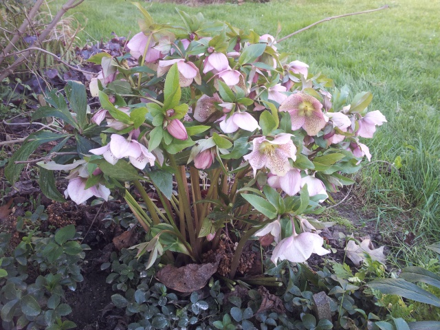 Helleborus niger ou Rose de noel ou Hellebore - Page 26 94614120160117161533