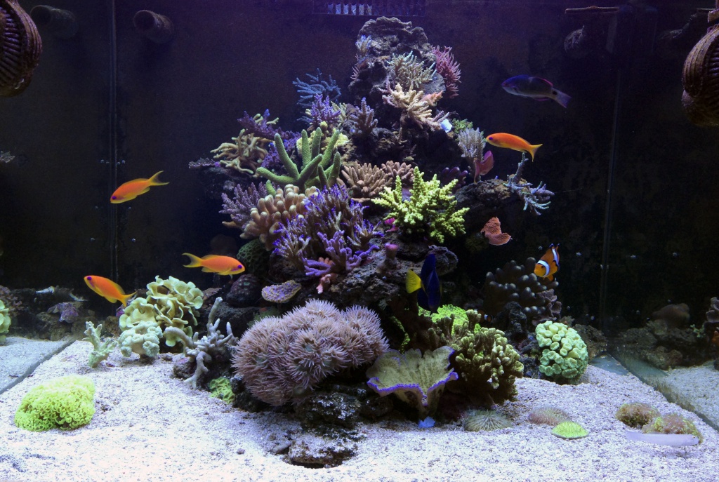 Les plus beau aquariums du forum 947342IMG7757