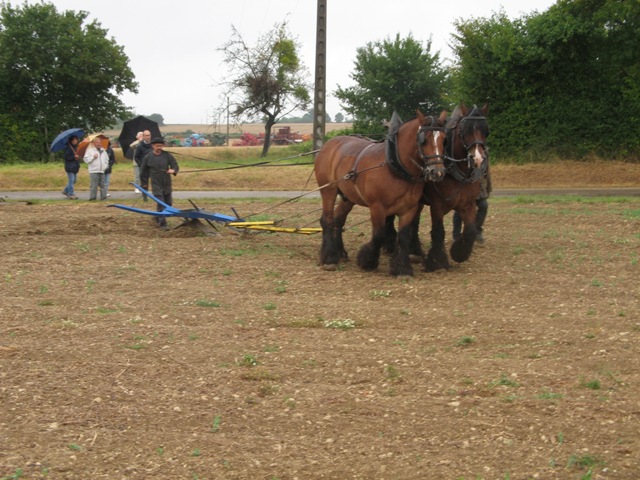 St LOUP DES BOIS - Page 2 948132Bob_expo_st_loup_des_bois_006