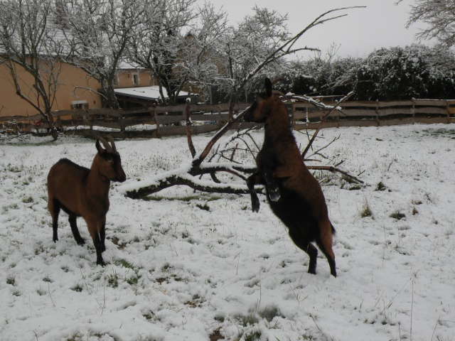 Les trombinettes de mes biquettes [Tartine et Biscotte] - Page 3 949881Neige15janvier040