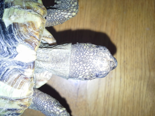 Identification tortue-terra 950086201407051210471