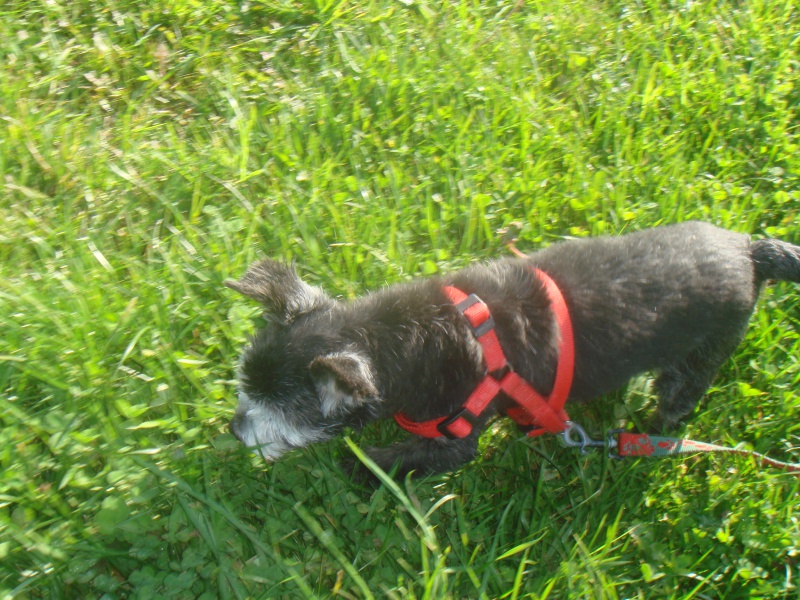 gandhy x yorkshire terrier x rattier male en fa définitif 950195DSC06805