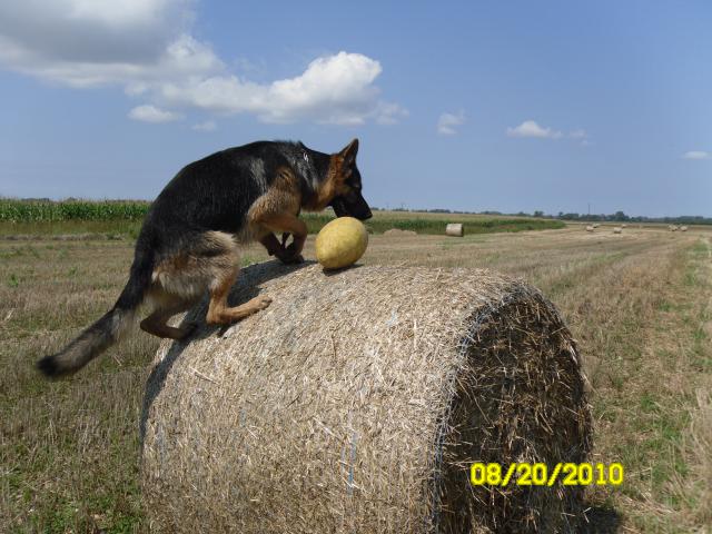 elliot et son ballon de rudby 951356SAM_0616