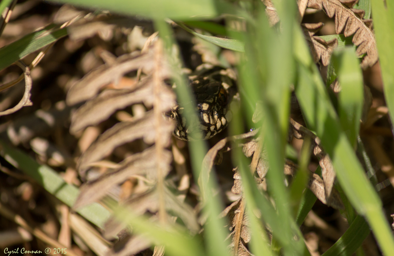 Quelques observations de reptiles dans le Finistère 951718IMG35512