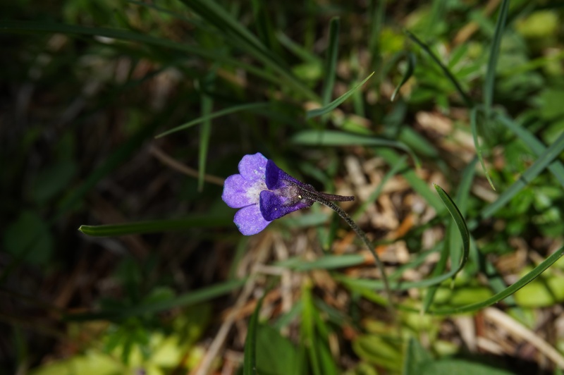 Grassettes in situ en Juin 2017 952189DSC03480