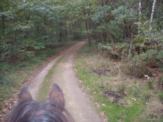 Balade de 2h - Milly la Forêt - Chapeau de Napoléon 954467DSCN3769