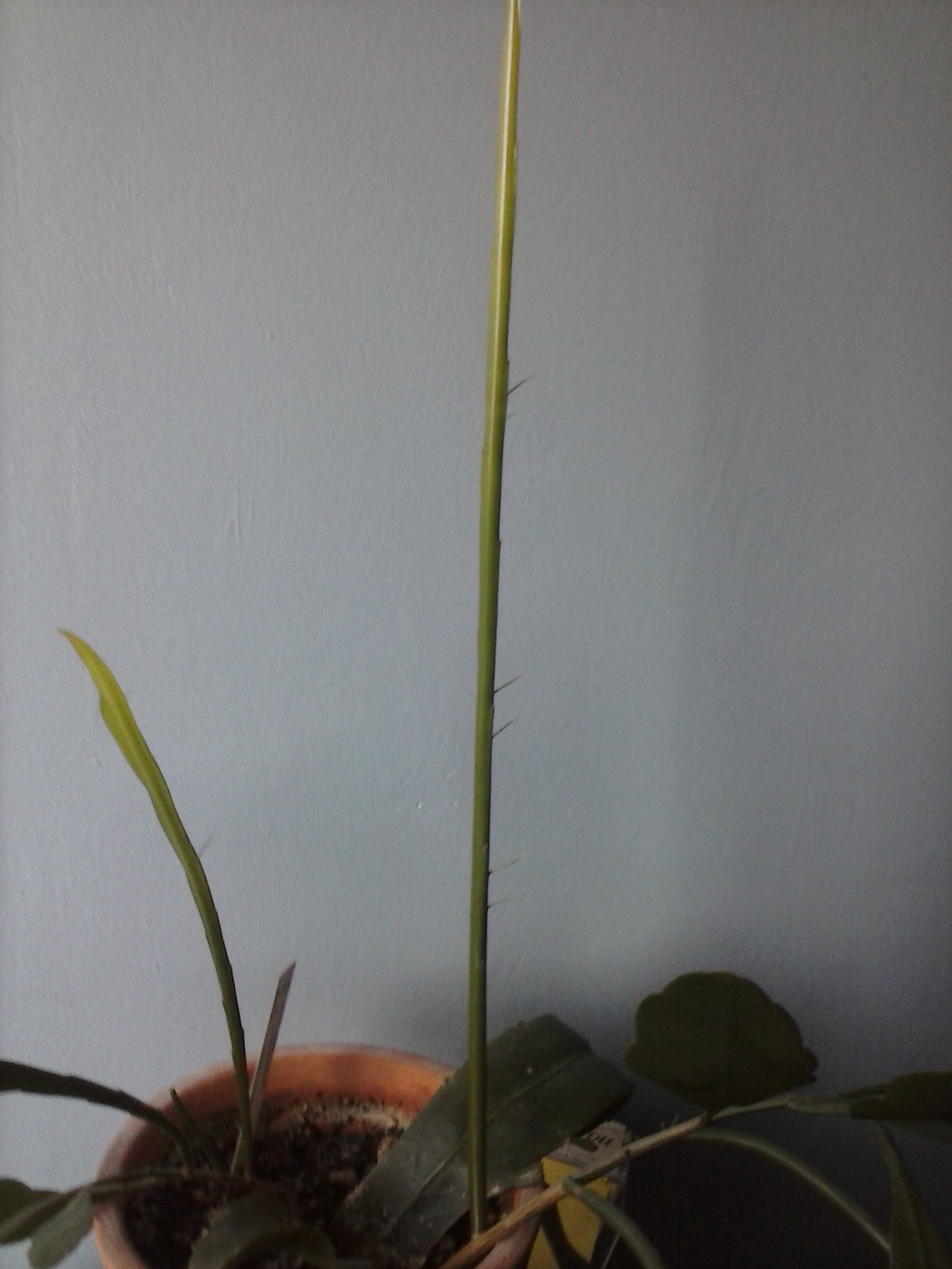 Epiphyllum Oxypetalumca pousse mais pas encore de fleurs! 956157CAM00520