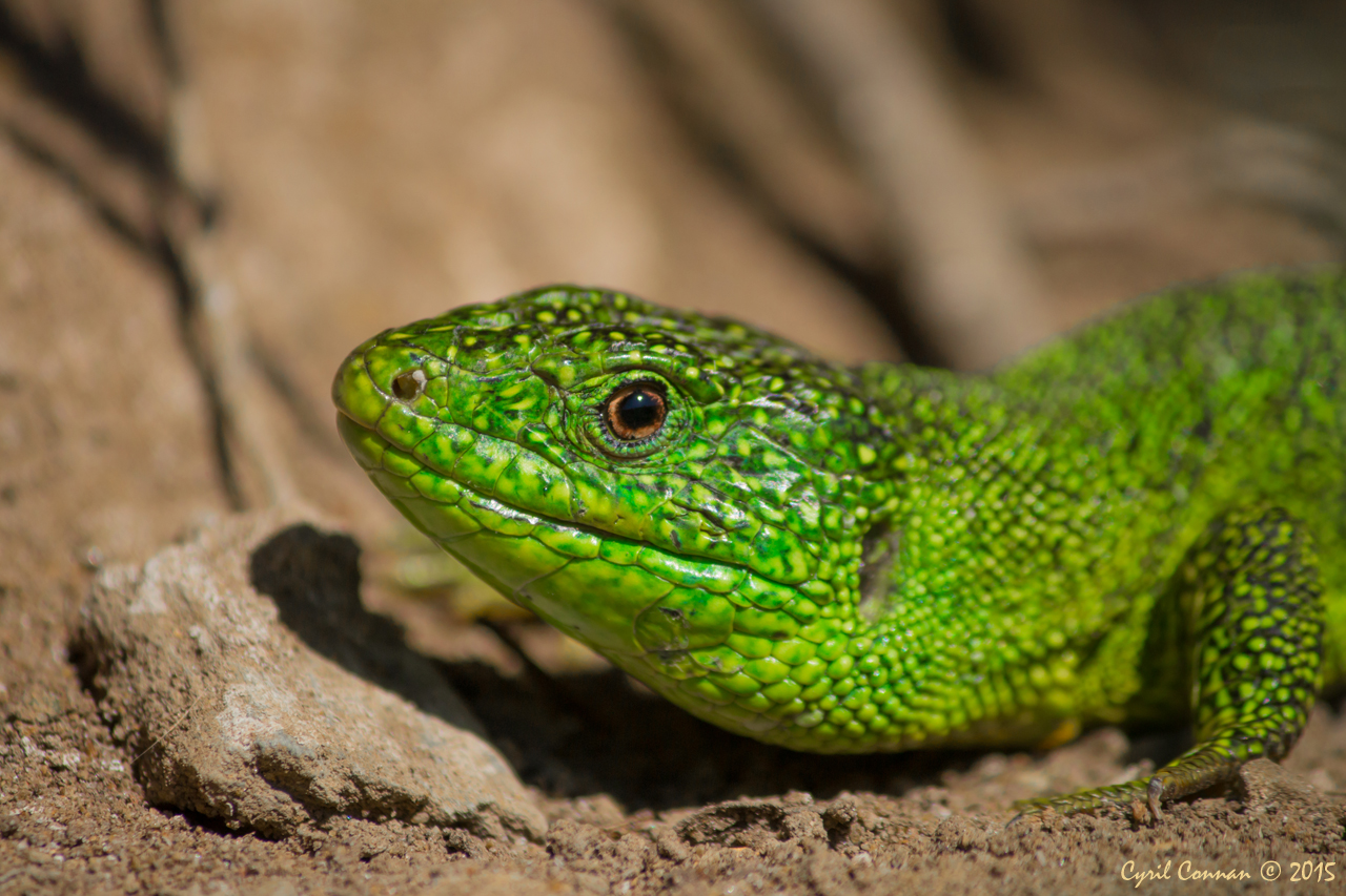 Quelques observations de reptiles dans le Finistère 957398IMG35732