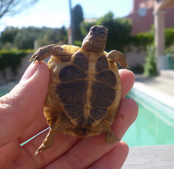 IDENTIFICATION DE TORTUE HERMANN 957598Louplastronn1