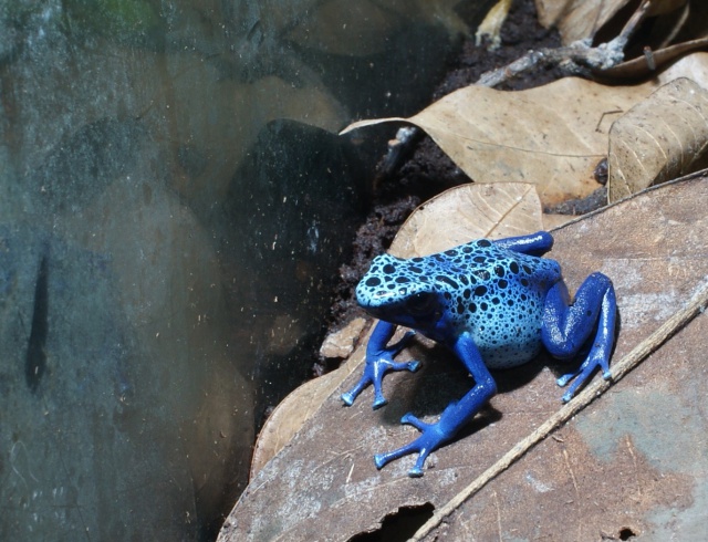 Dendrobates azureus 957903DSC02482