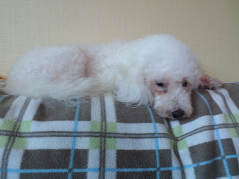 SNIF adorable caniche blanc 10 ans  FILEMON (80) - ADOPTE - Page 3 957986SAM0615