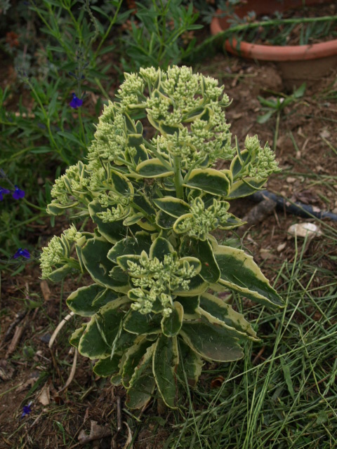 Sedum spectabile, Hylotelephium spectabile - Page 4 958413P7319663