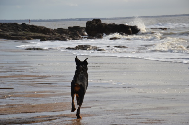 Volo (ex Nabo type beauceron mâle né en 2010) - Page 6 959705DSC0039