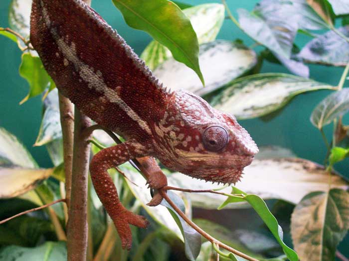 Animaux - Lézards - Caméléon panthère -Anguidae - L'orvet - 960679cameleonpanthere12