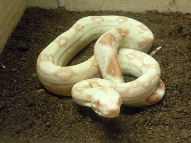 Boa constrictor imperator albinos Sharp 960912Photo0962