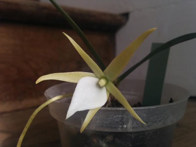 Angraecum litorale 964501unnamed