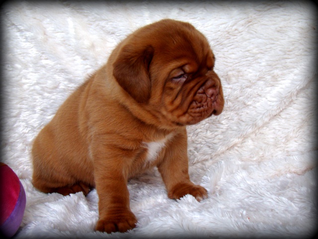 dogue - Kim z'orisku et Gentle Bazooka De la Tour gelée (Dogue de Bordeaux) - Page 2 965936DSC03549