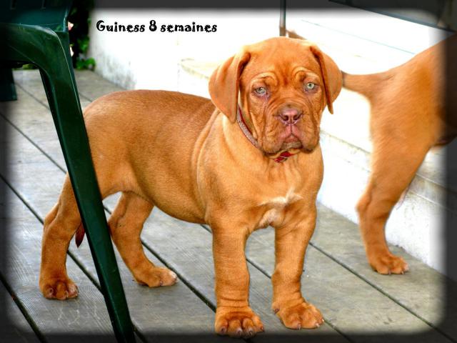 Chiots dogue de bordeaux LOF: Chili des pas de tacite et  Escroc des Gladiateurs du guesny - Page 3 966812IMG9059