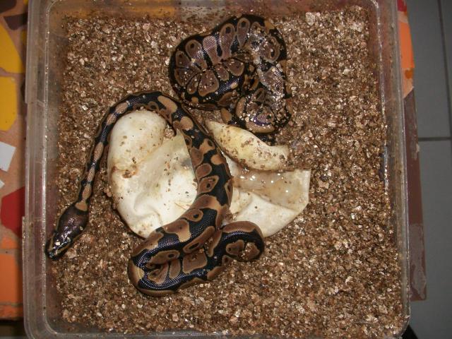 Meos Reptiles : Python Regius 9668351010315