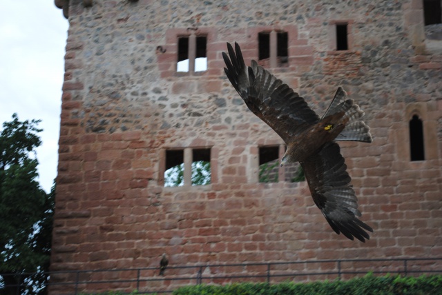 Volerie des Aigles 967385Alsace2012139