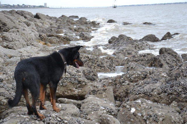 Volo (ex Nabo type beauceron mâle né en 2010) - Page 6 967744DSC0073