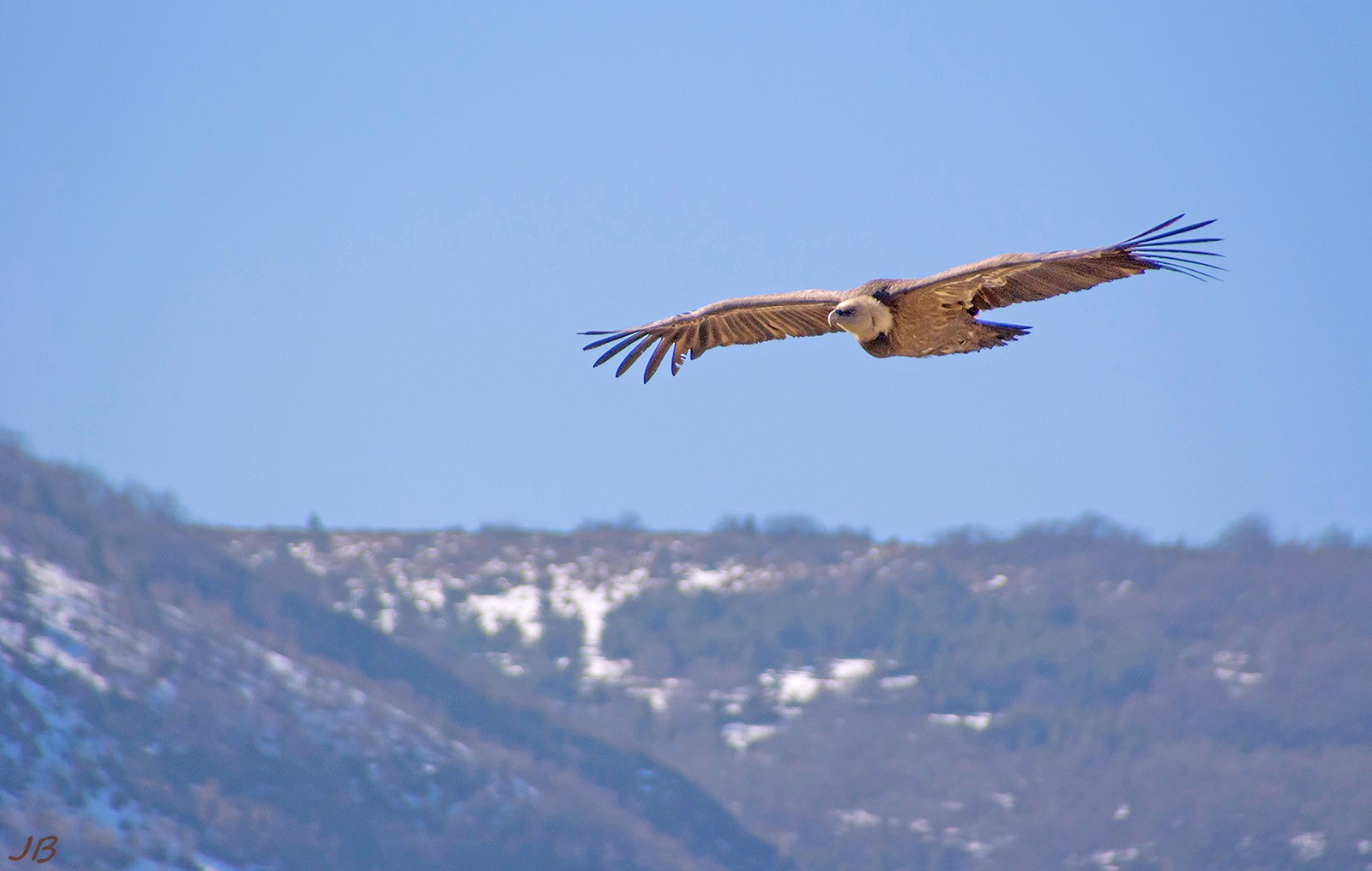 les oiseaux de Camaroney ( mise a jour du 13.06.2021) 969218DSC61451600