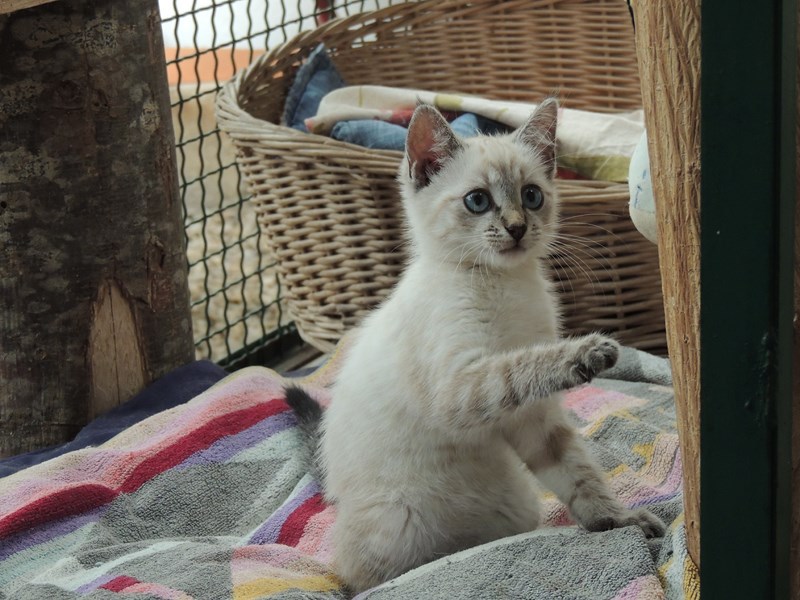 Refuge des chats de Cournonterral 969932DSCN2884Copier