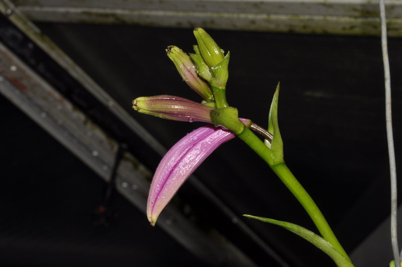 Sobralia portillae 970157Sobraliaportillae0147