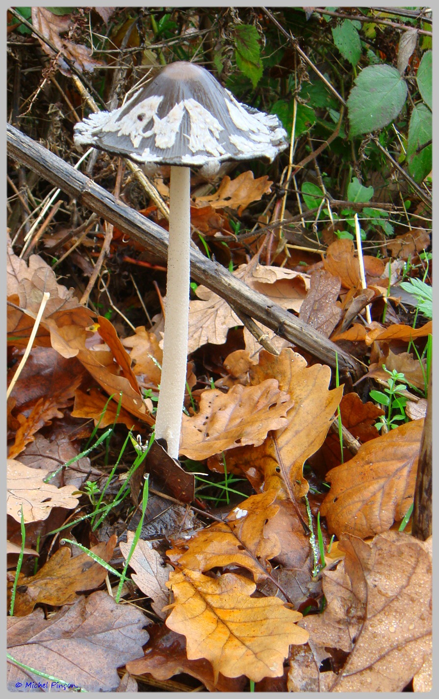 [fil ouvert] les champignons - Page 5 970404DSC011557