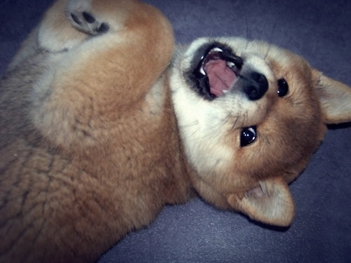 Ma Donnie, ma shiba, mon soleil ♥ - Page 2 9722801016532