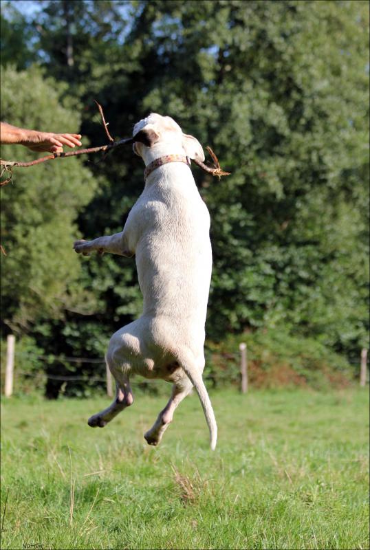 Bidibull ou le chien qui ne servait à rien ... - Page 2 974614Photo044