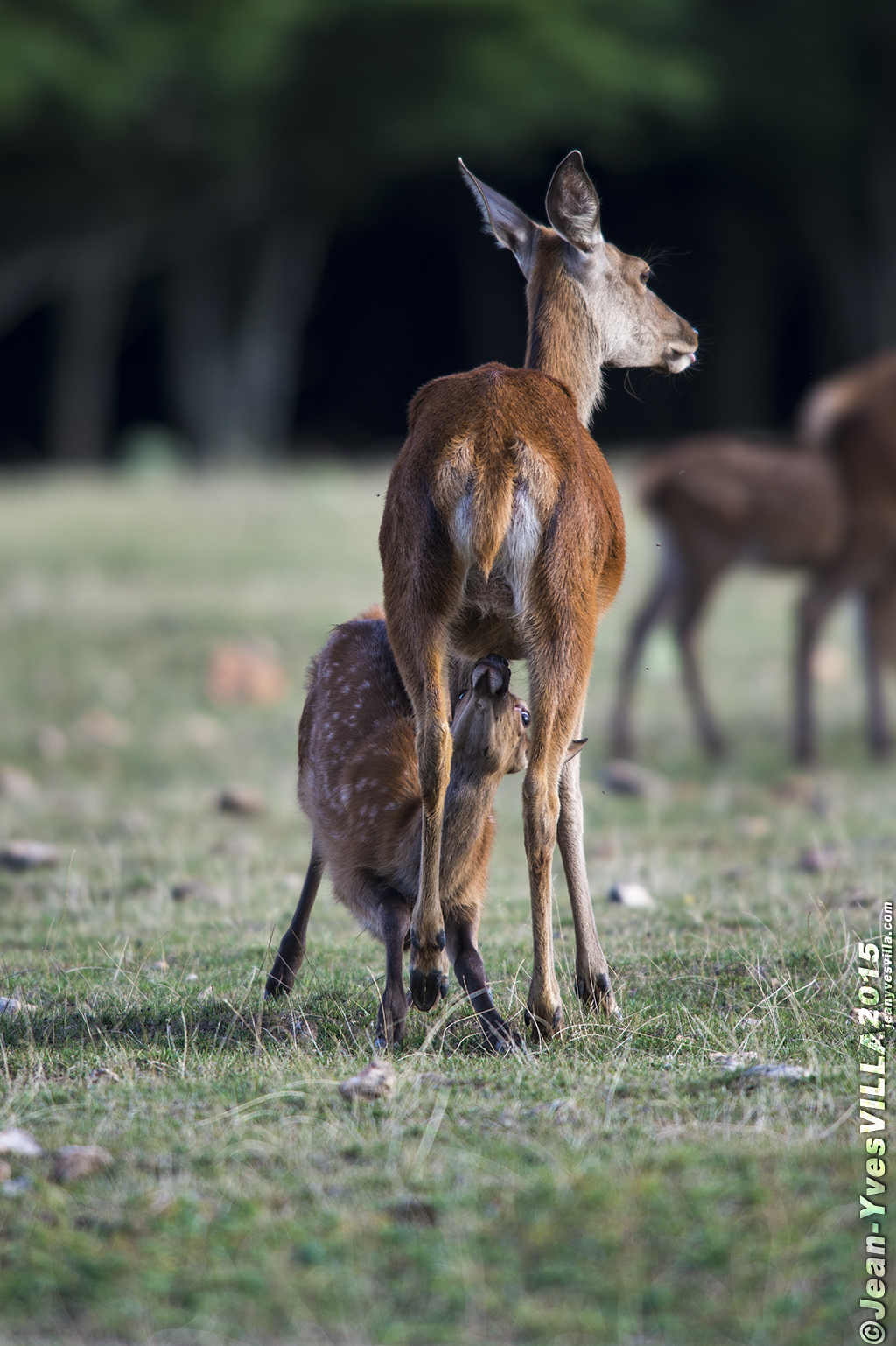 Cerf 974668bambi