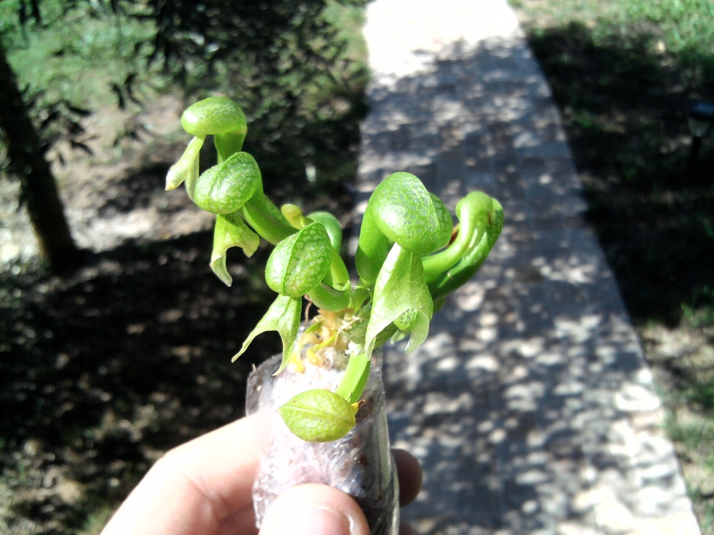 Darlingtonia "Californica" 97495120110921123137