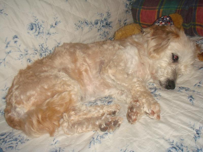 SKIPY CANICHE BLANC MALE 11 ANS - ADOPTE  - Page 2 976496DSC05673