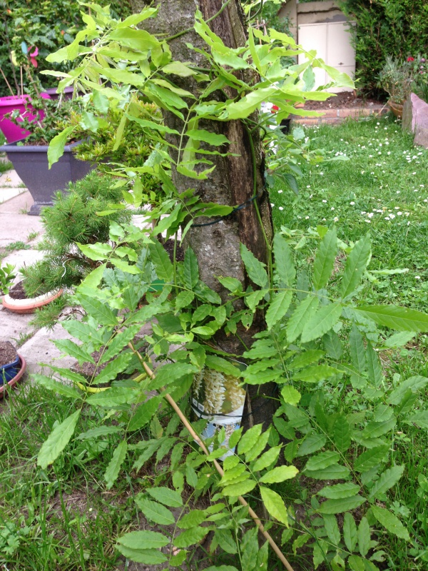 Wisteria Sinensis (Glycine de Chine) 976961IMG5671