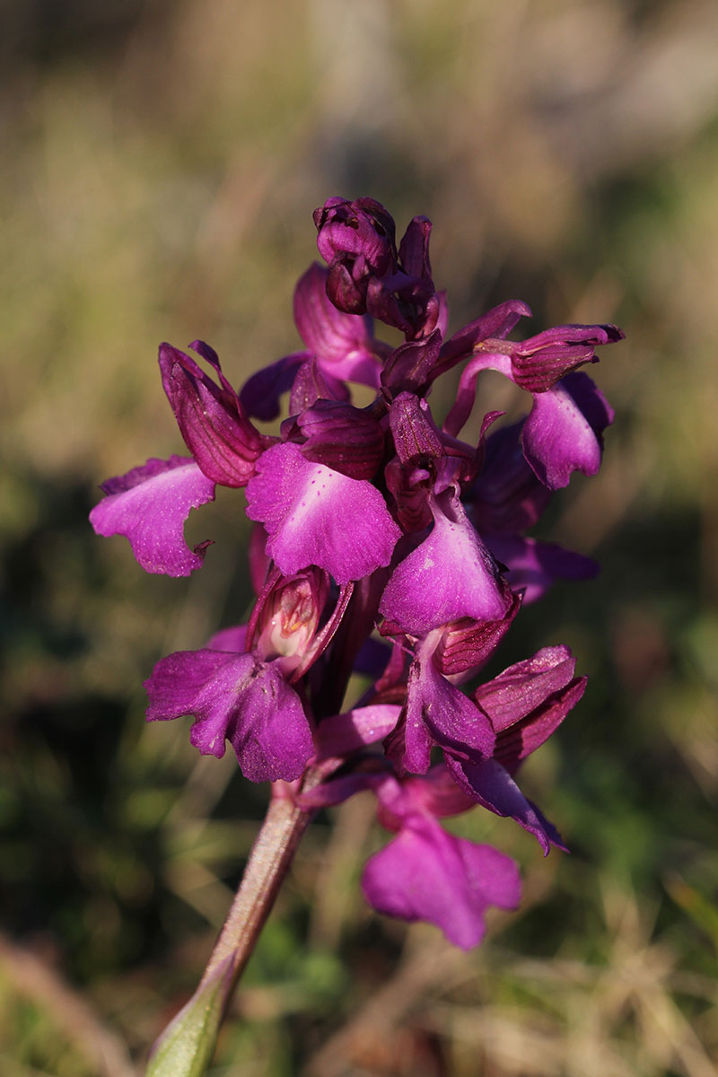 Anacamptis longicornu X papilionacea 976962IMG6137forum