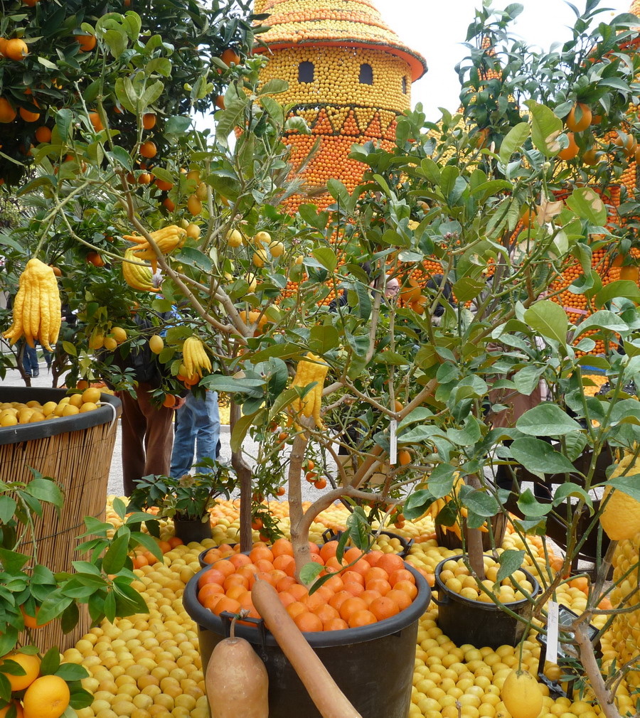 A MENTON LES CITRONS ET LES ORANGES NOUS ONT RENDU COMPLETEMENT GIVRES !!!!!!!!!! - Page 11 977874Photo153